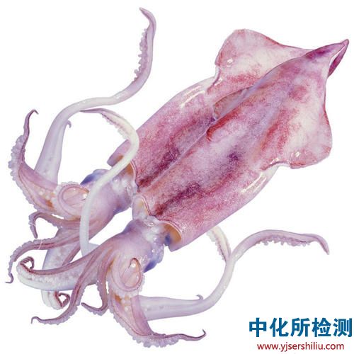 魷魚檢測